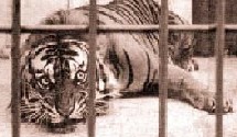 Le tigre dans sa cage (Léon Bloy, Albert Frank-Duquesne)