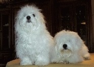 Le chardonnetdating Le chardonnetdating