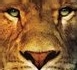 Narnia : un film sous influence (Nelly)